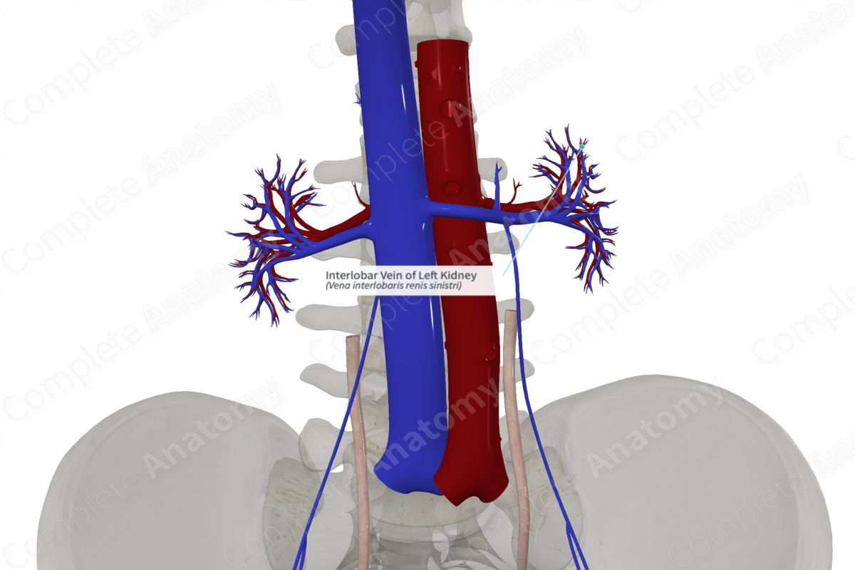 Interlobar Vein of Left Kidney | Complete Anatomy