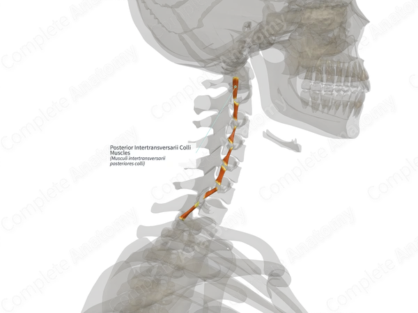 Posterior Intertransversarii Colli Muscles (Right)