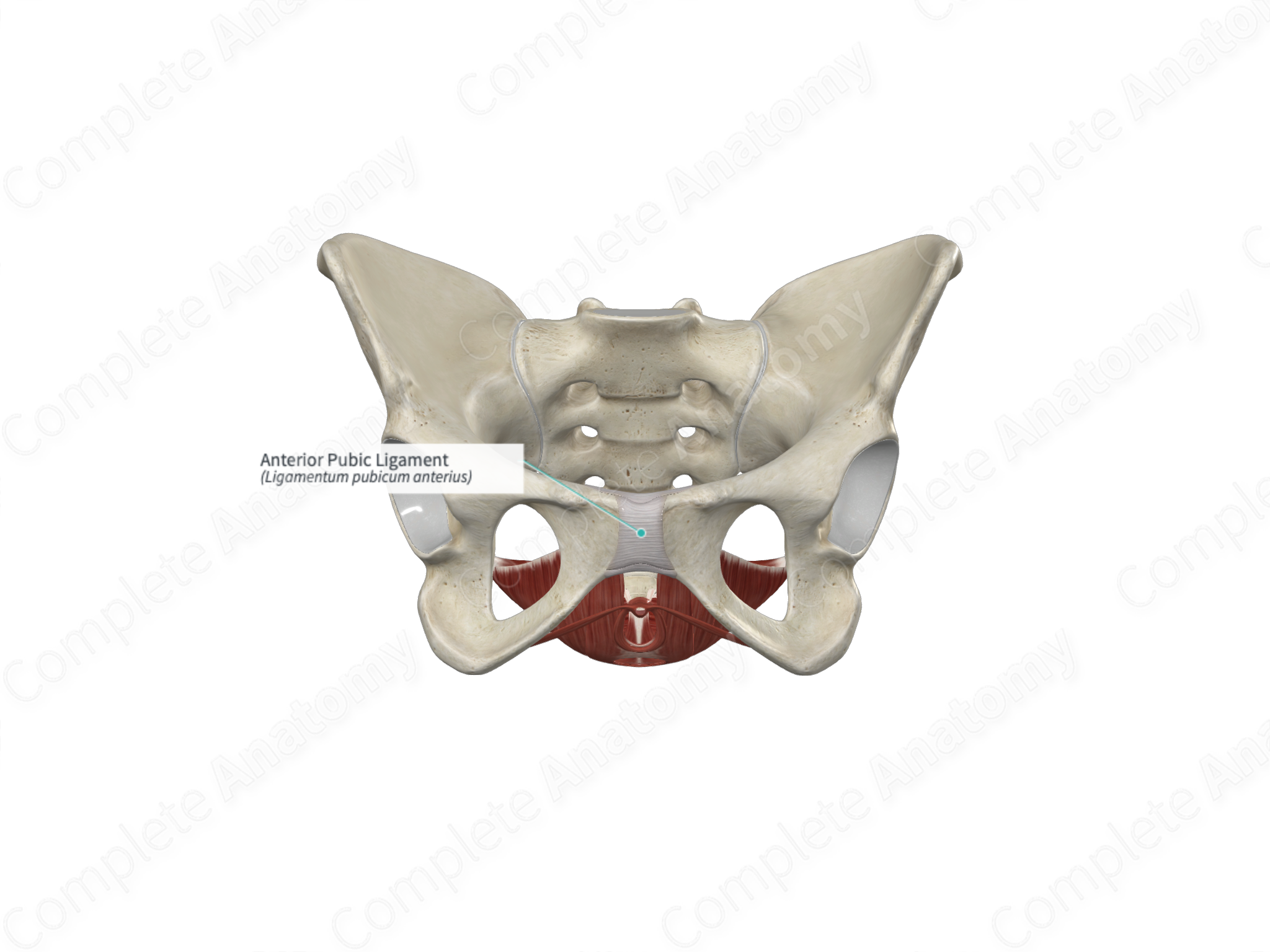 Anterior Pubic Ligament | Complete Anatomy