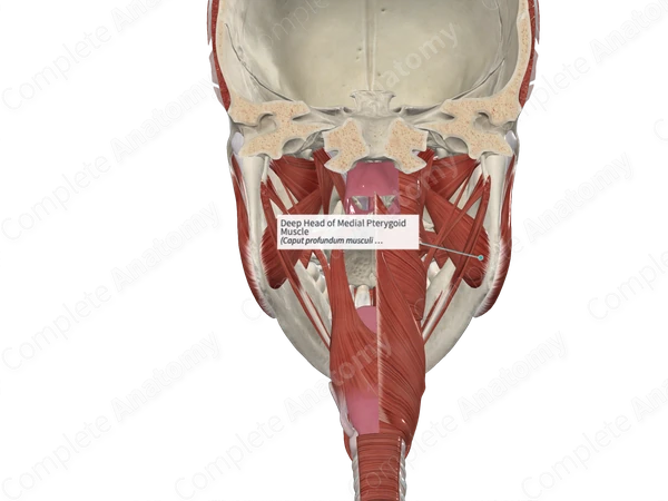 Deep Head of Medial Pterygoid Muscle