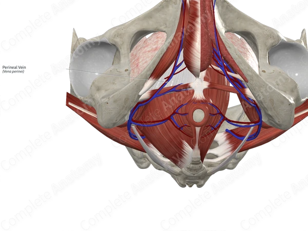 Perineal Vein