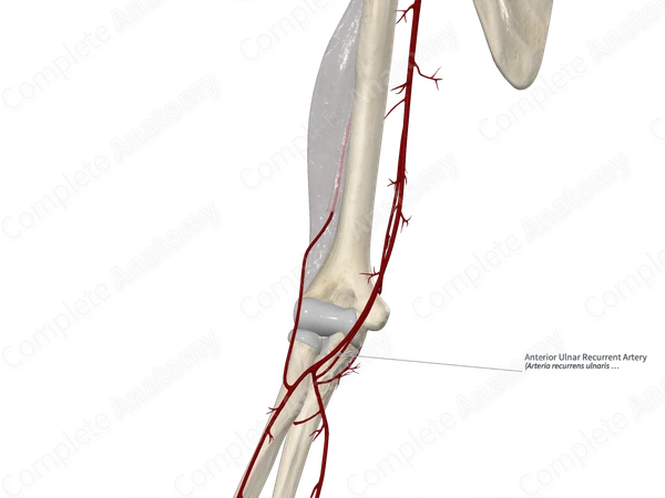 Anterior Ulnar Recurrent Artery