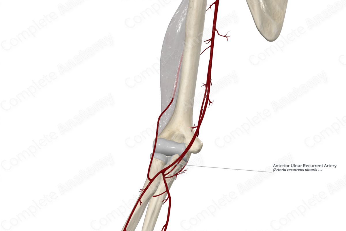 Anterior Ulnar Recurrent Artery 