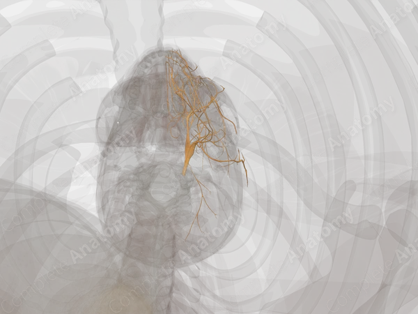 Trigeminal Nerve (Left)