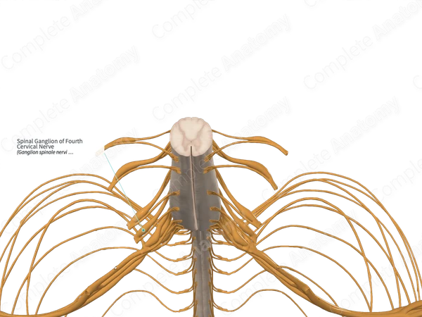 Spinal Ganglion of Fourth Cervical Nerve