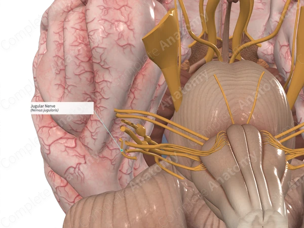 Jugular Nerve