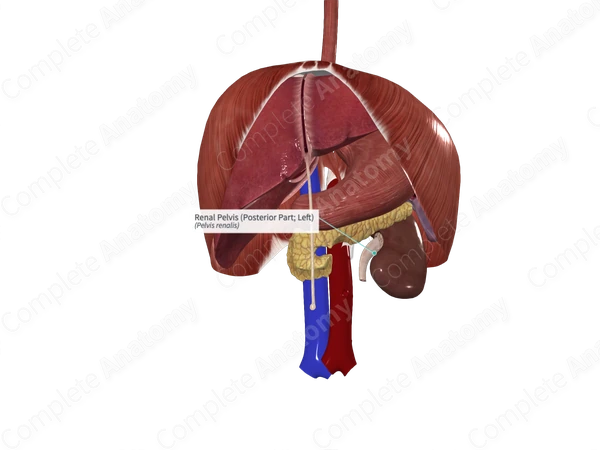 Renal Pelvis (Posterior Part; Left)