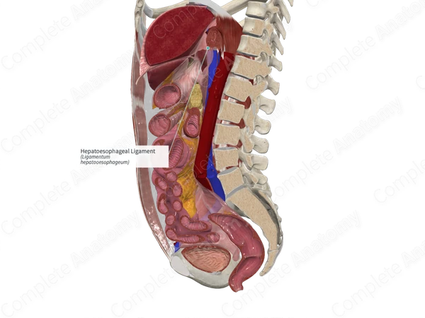 Hepatoesophageal Ligament