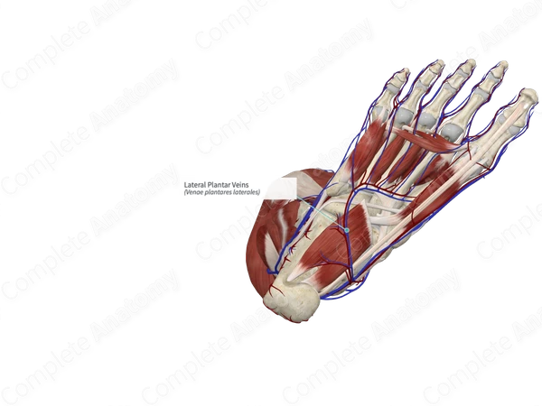 Lateral Plantar Veins