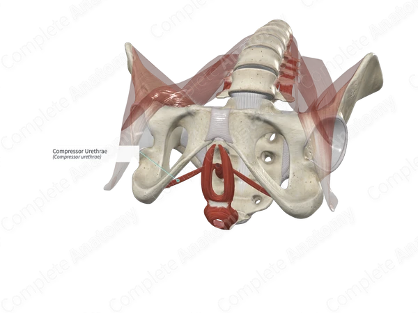 Compressor Urethrae