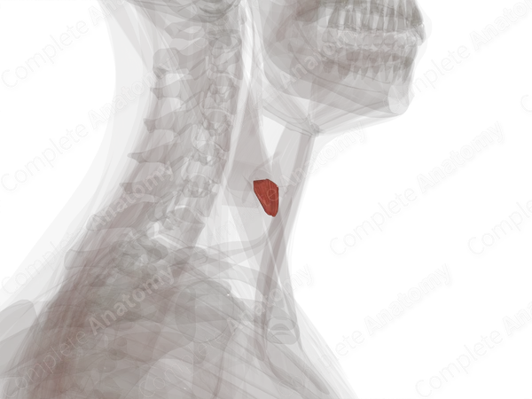 Cricothyroid Muscle (Left)