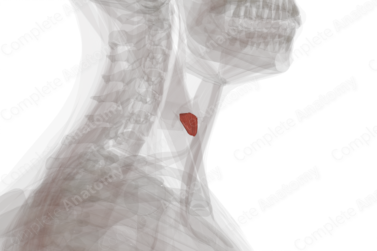 Cricothyroid Muscle (Left)