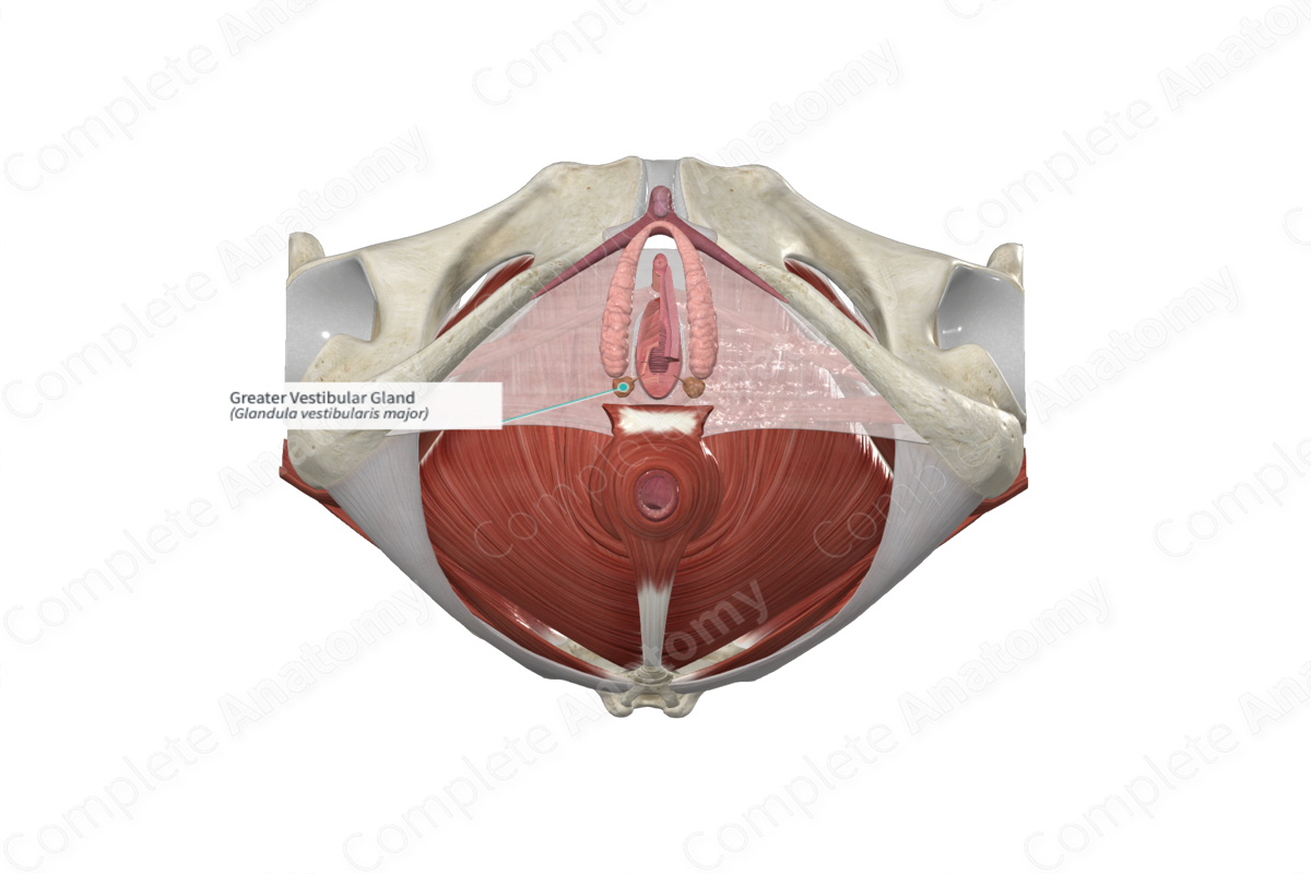 greater-vestibular-gland-complete-anatomy