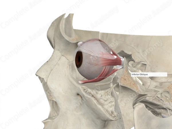 Inferior Oblique Muscle