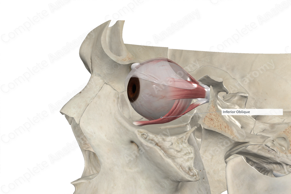 Inferior Oblique Muscle 
