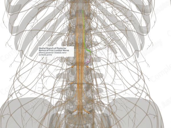 Medial Branch of Posterior Ramus of First Lumbar Nerve (Right)