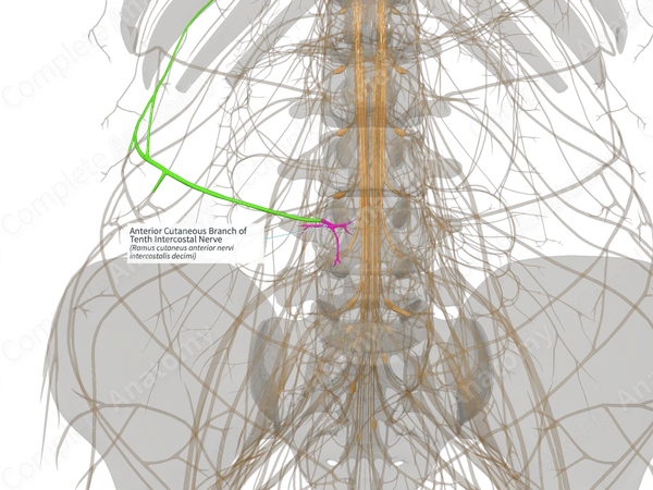 Anterior Cutaneous Branch of Tenth Intercostal Nerve (Right)