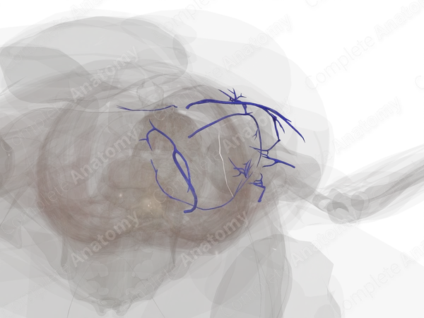 Veins of Pelvic Girdle (Left)