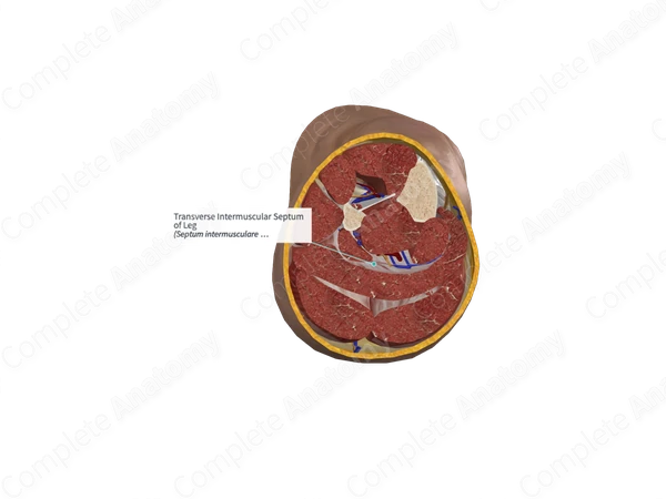 Transverse Intermuscular Septum of Leg