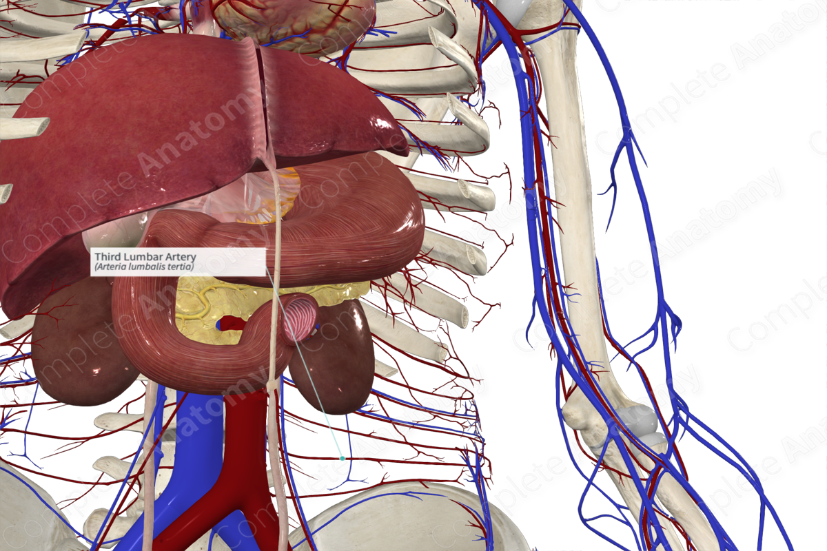 Third Lumbar Artery 