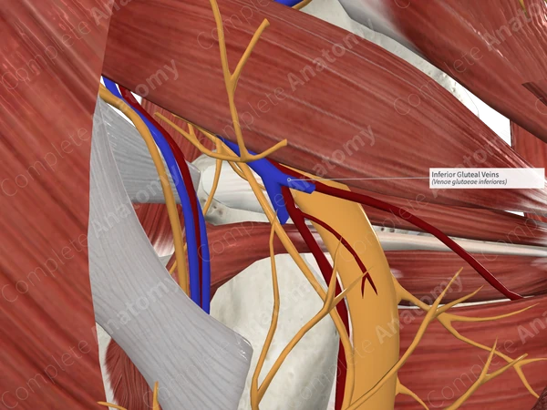Inferior Gluteal Veins 