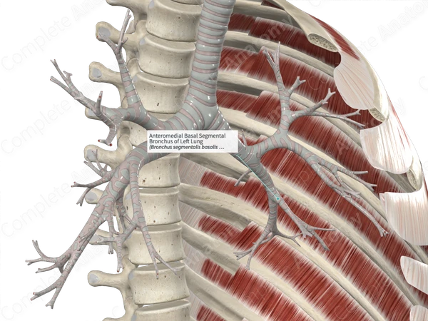 Anteromedial Basal Segmental Bronchus of Left Lung