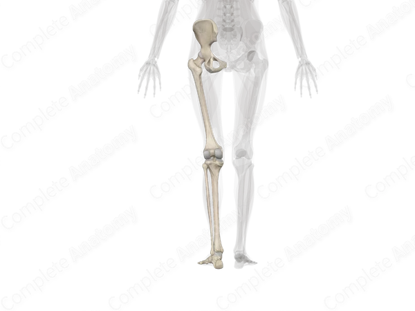 Bones of Lower Limb (Left)