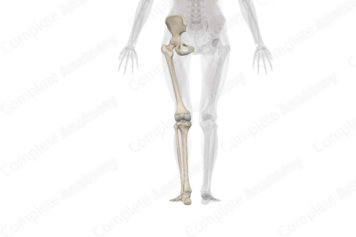 Bones of Lower Limb (Left)