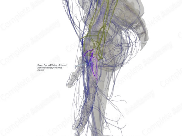 Deep Dorsal Veins of Hand (Left)