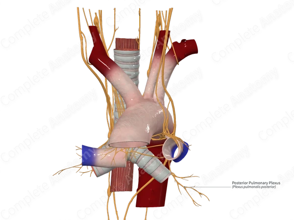 Posterior Pulmonary Plexus