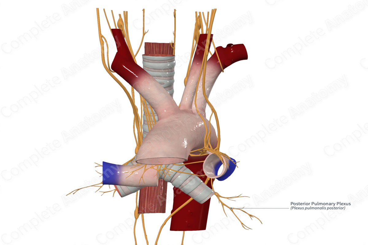 Posterior Pulmonary Plexus 