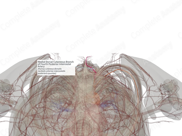 Medial Dorsal Cutaneous Branch of Fourth Posterior Intercostal Artery (Right)