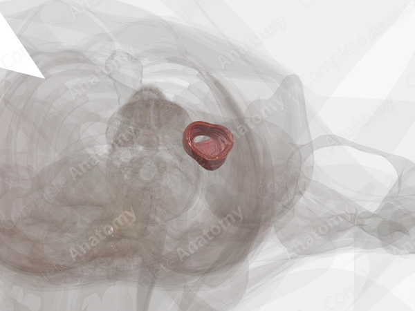 Descending Colon