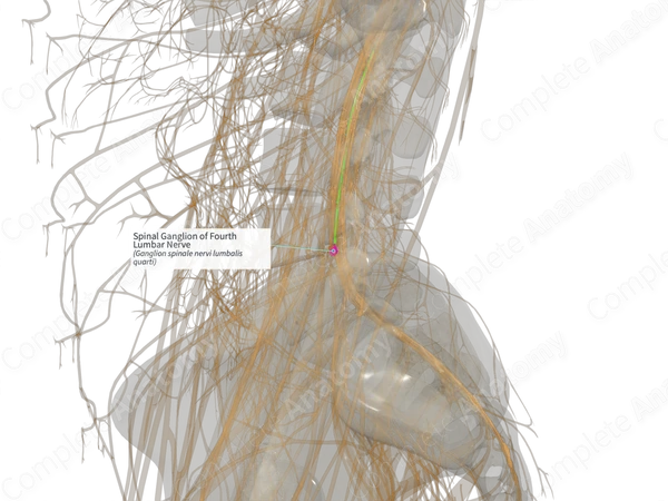 Spinal Ganglion of Fourth Lumbar Nerve (Right)