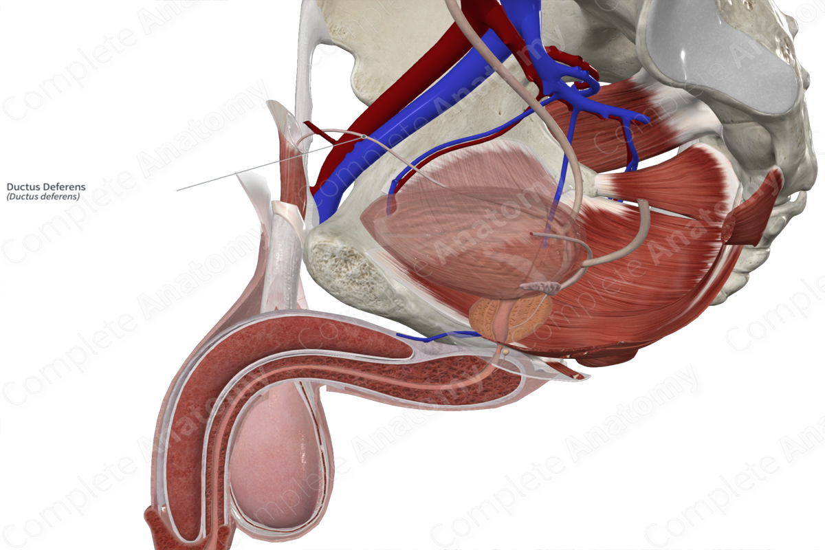 Ductus Deferens
