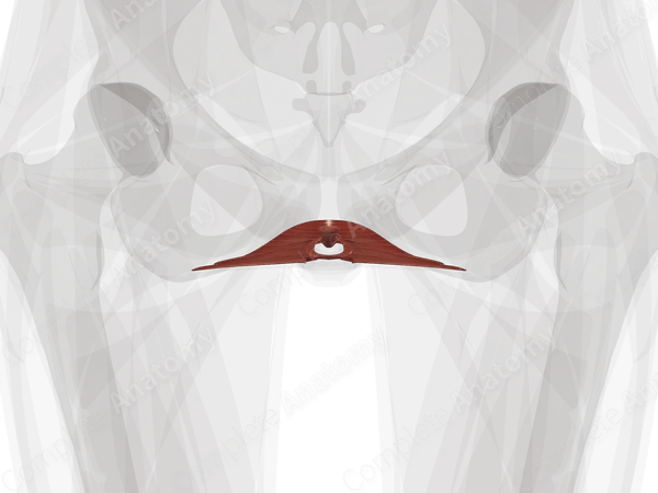 Muscles of Deep Perineal Space