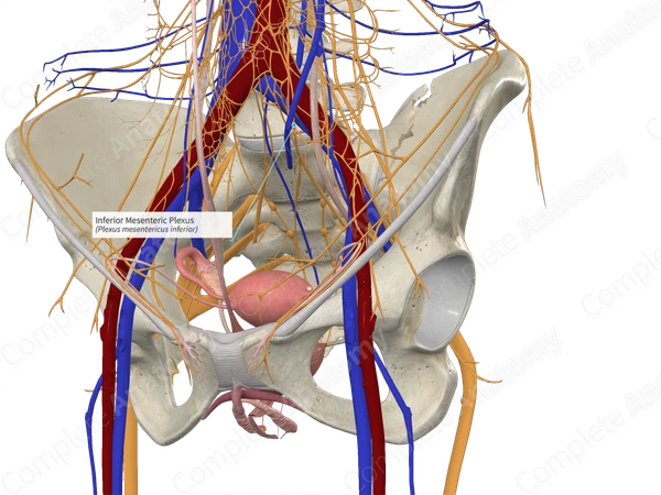 Inferior Mesenteric Plexus