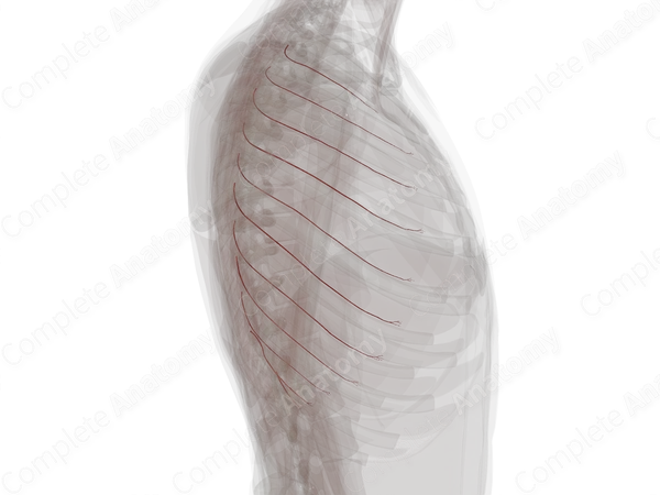 Collateral Branches of Posterior Intercostal Arteries (Left)