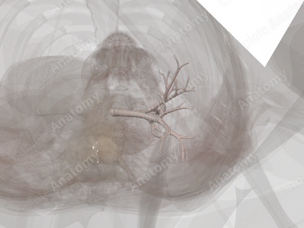 Bronchi of Left Lung