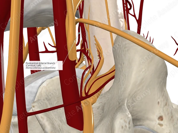Postcentral Arterial Branch (Cervical; Left)