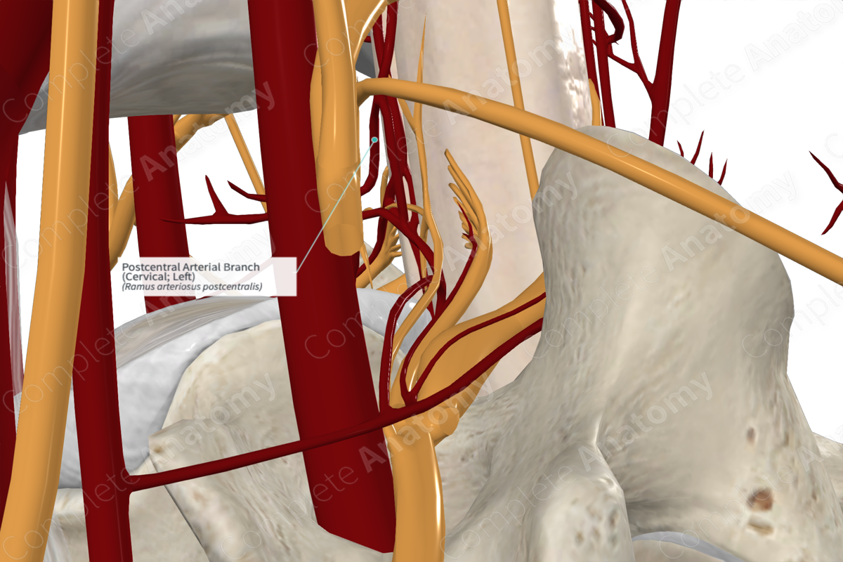 Postcentral Arterial Branch (Cervical; Left)