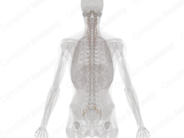 Perivascular Plexuses