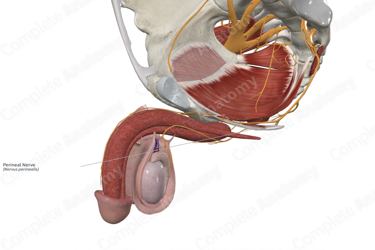 Perineal Nerve 