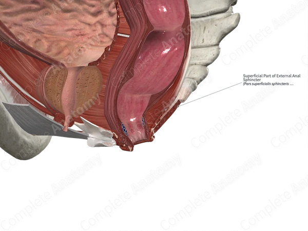 Superficial Part of External Anal Sphincter
