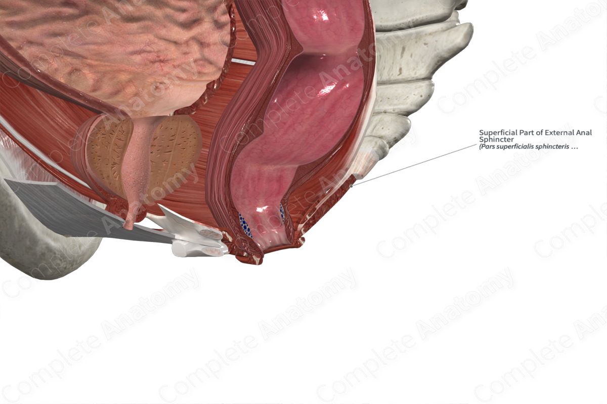 Superficial Part of External Anal Sphincter