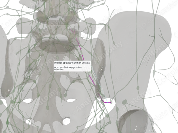 Inferior Epigastric Lymph Vessels (Left)
