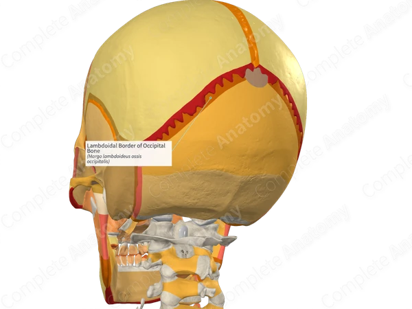 Lambdoidal Border of Occipital Bone (Left)