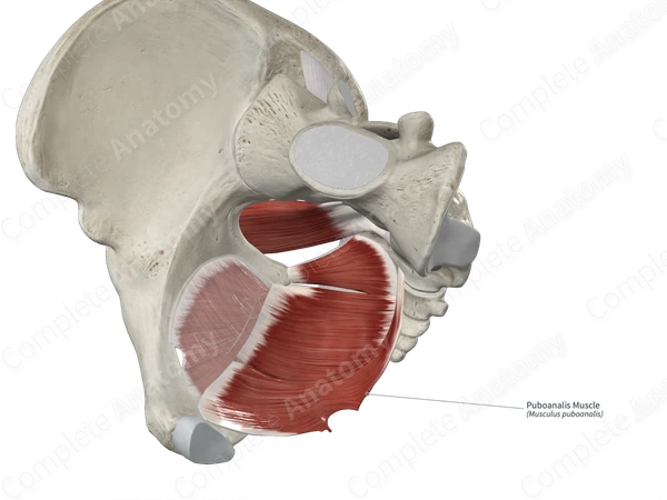 Puboanalis Muscle