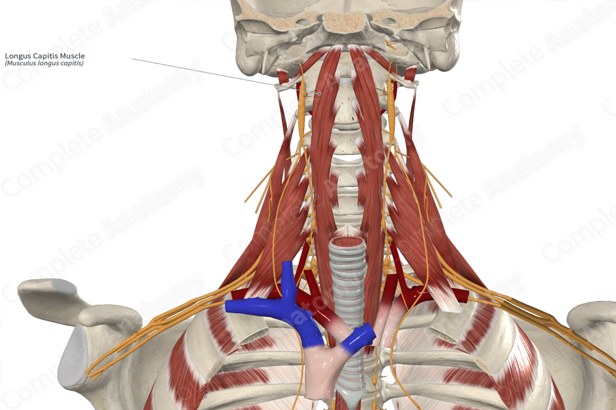 Longus Capitis Muscle