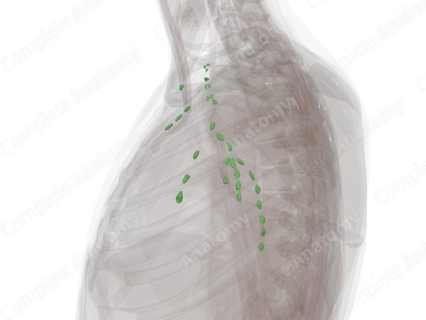 Axillary Nodes (Left)